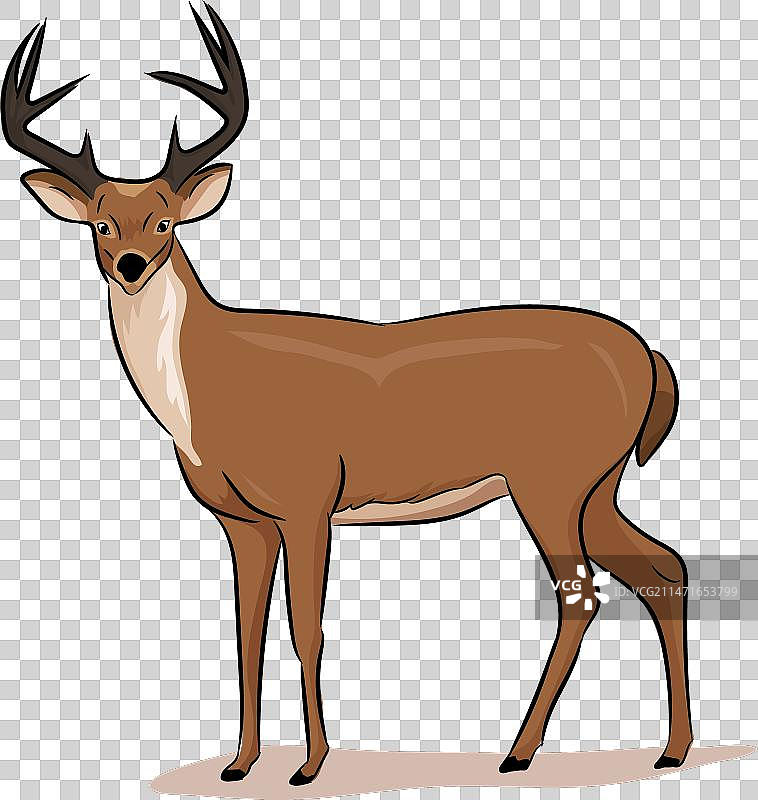 印度泽鹿动物图片图片素材