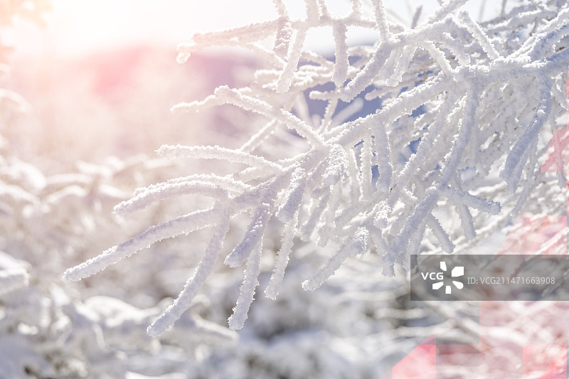 寒冷冬季树上结的冰霜自然风景图片素材