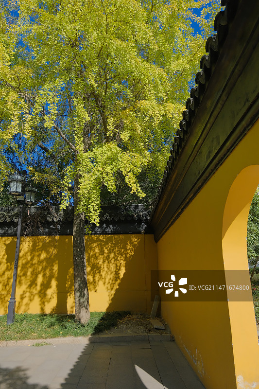 苏州西园金黄色的银杏图片素材