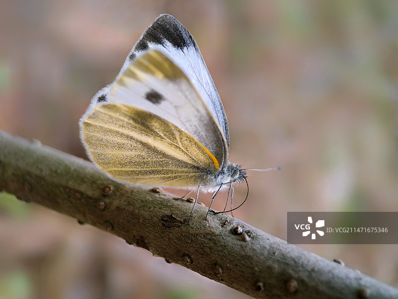 冬天里的粉蝶     今天在上海共青森林公园惊喜地发现这只粉蝶。这么冷的天气竟然坚强地活着。图片素材