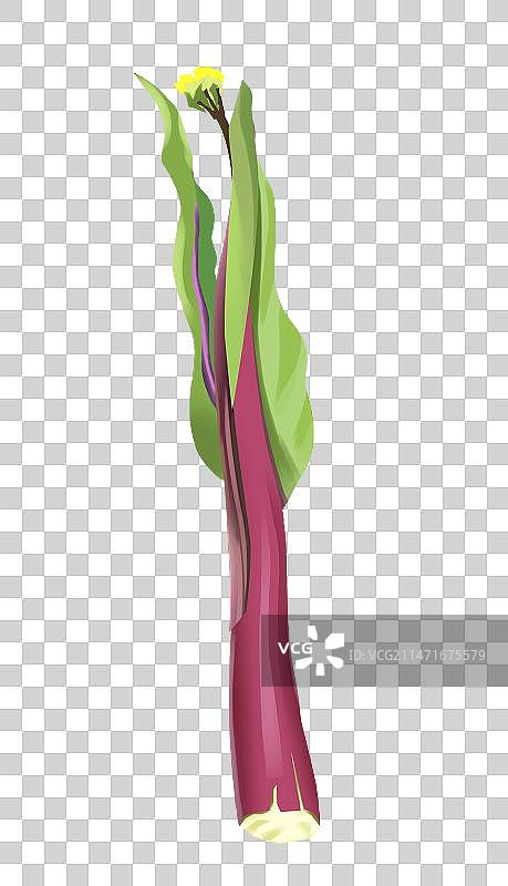 湖北湖南时令蔬菜菜薹菜薹冬天冬季农作物粮食美味食物食材饮食插画图片素材