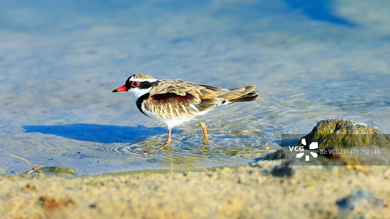 黑额鸻图片素材
