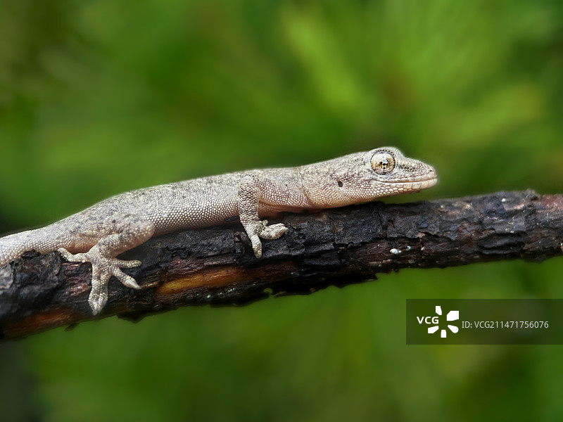 小壁虎特写图片素材