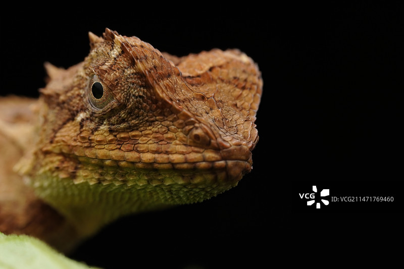 蜥蜴图片素材