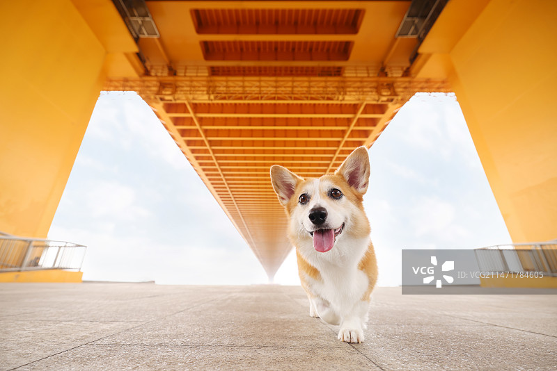 开心的威尔士柯基犬图片素材