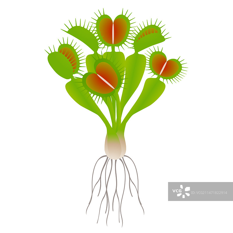 带根的捕蝇草植物图片素材