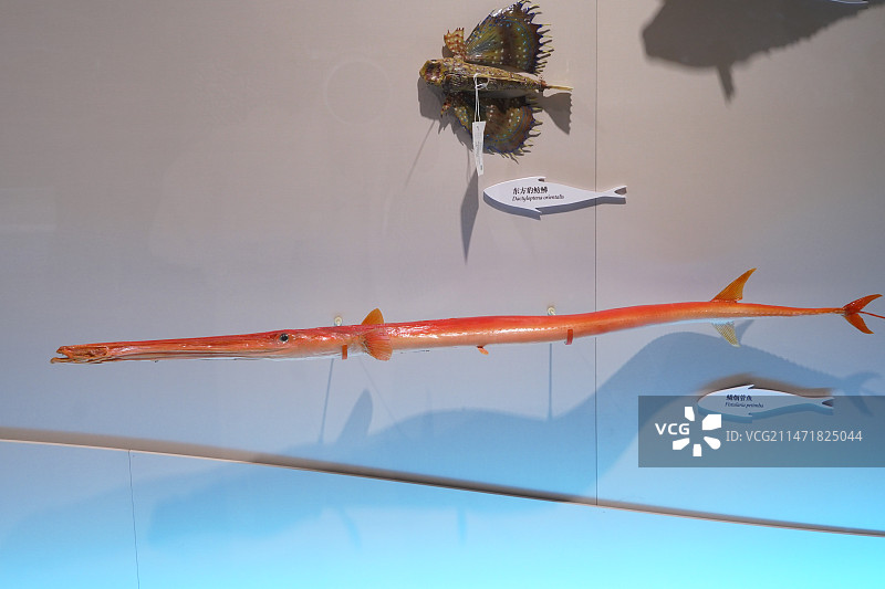 国家自然博物馆藏东方豹魴鮄鳞烟管鱼标本图片素材