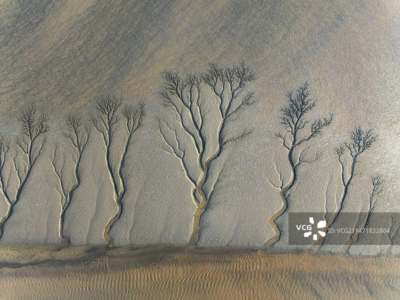 钱塘江大地之树图片素材