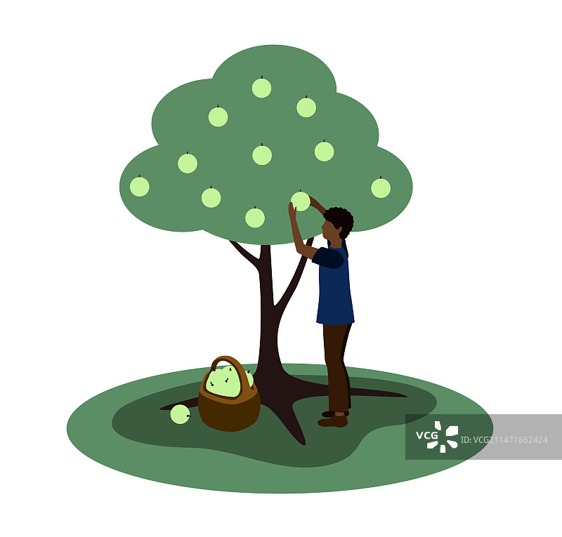 深色皮肤的男人从苹果树上采摘苹果图片素材