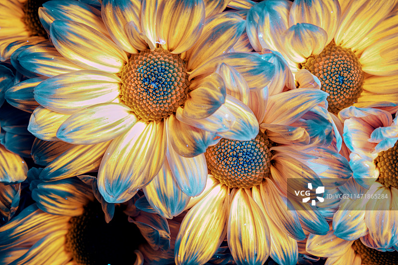 荧光小雏菊图片素材