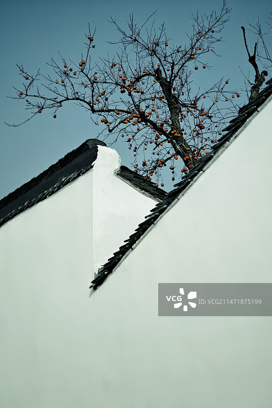 冬日萧瑟霜柿红图片素材