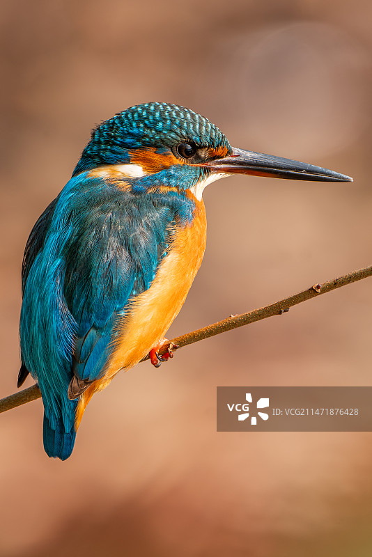 栖停苇杆上的雌普通翠鸟图片素材