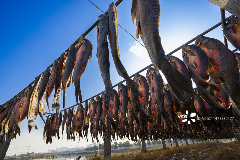 江南渔家晒青鱼干图片素材