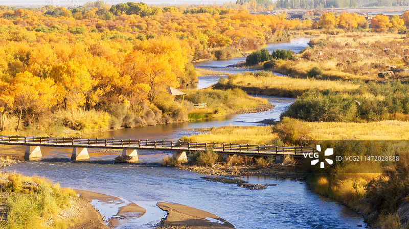 泽普金胡杨图片素材
