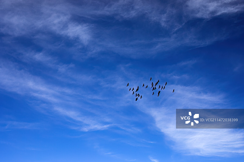 蓝天飞鸟图片素材