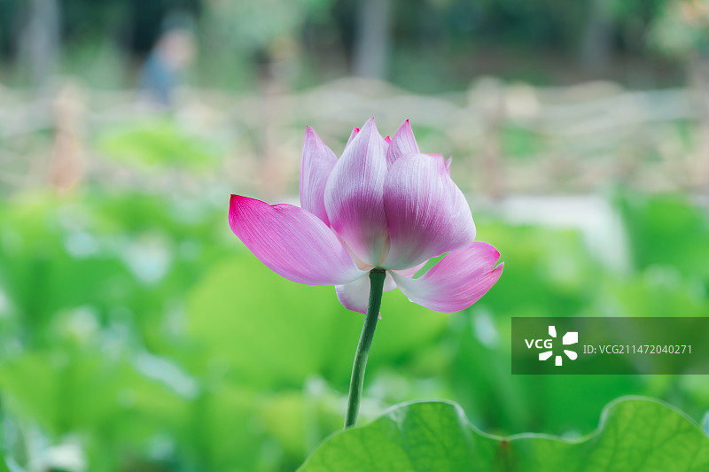 荷塘里的荷花图片素材