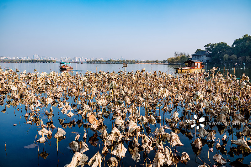 远眺苏堤-残荷与城市天际线图片素材