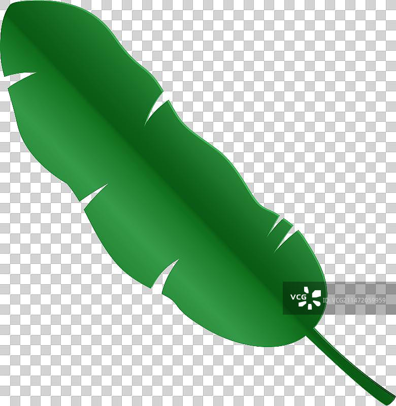 绿芭蕉叶图片素材