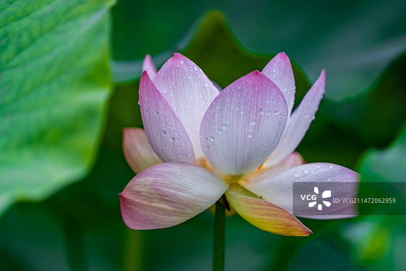 汉中镇巴竹林图片素材