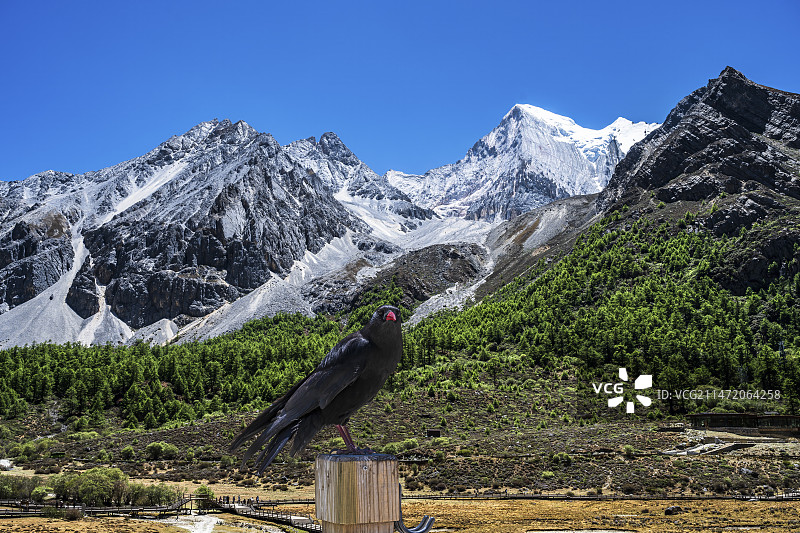 稻城亚丁的红嘴山鸦图片素材