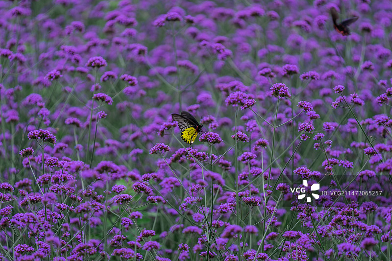 马鞭草上停留燕尾蝶图片素材