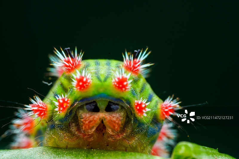 年画娃娃图片素材