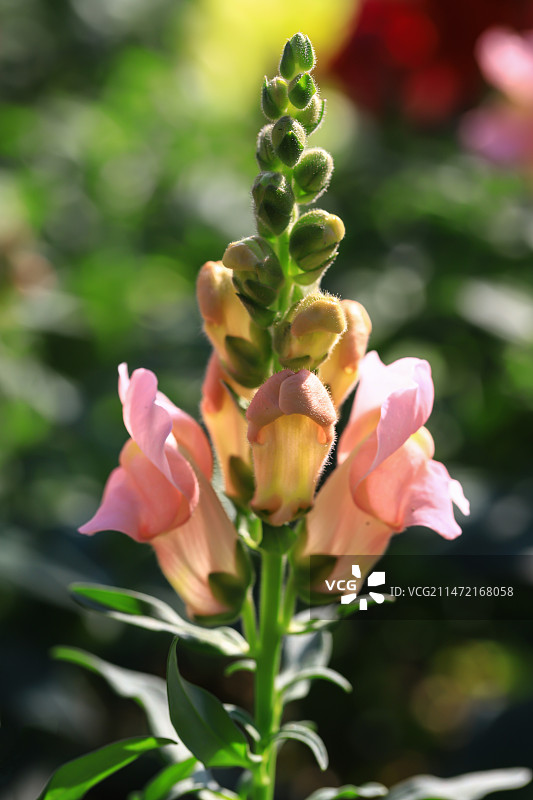 金鱼草图片素材