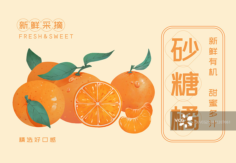 新鲜采摘的砂糖橘手绘插画包装图片素材