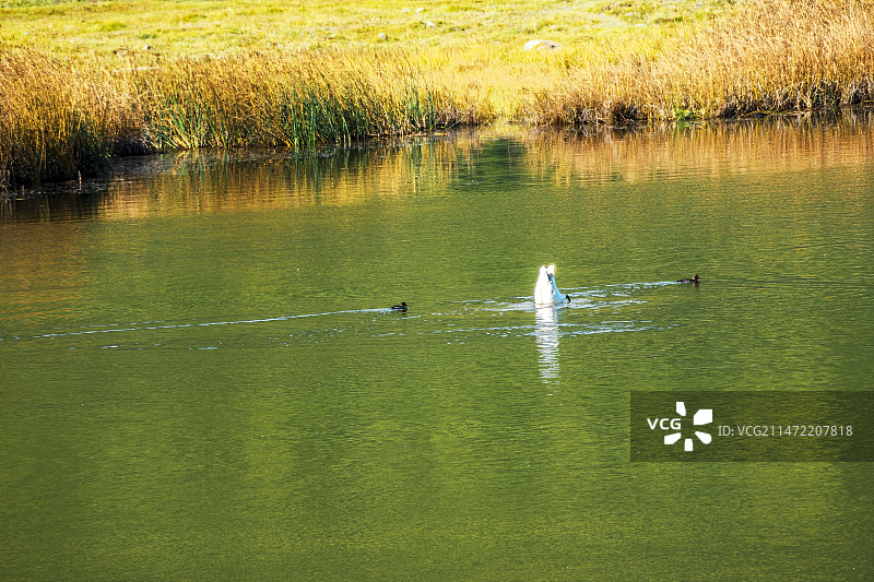 水中觅食——喀纳斯天鹅图片素材