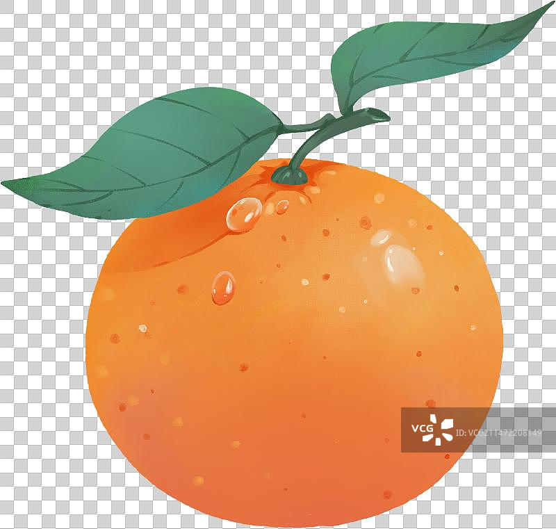 新鲜的带着水珠和叶子的桔子插画图片素材