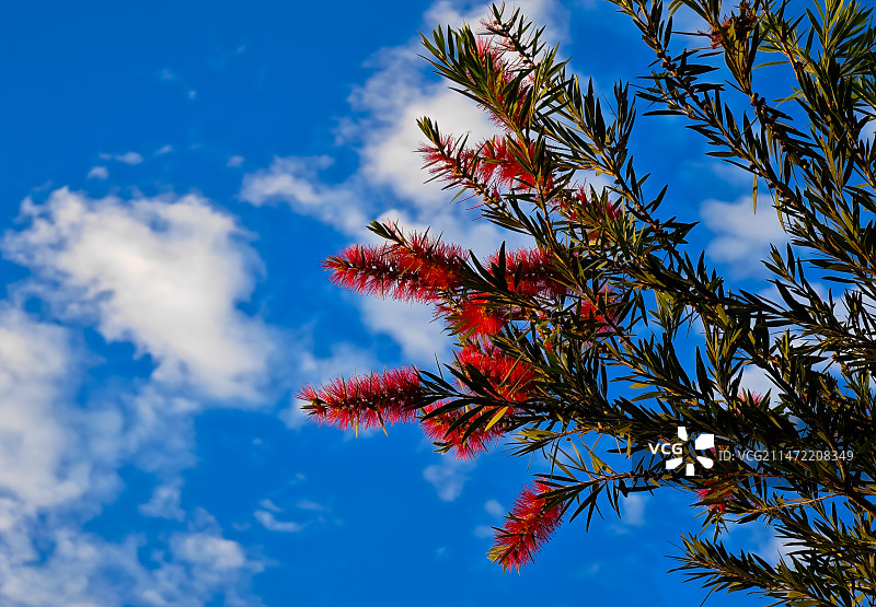 红千层图片素材