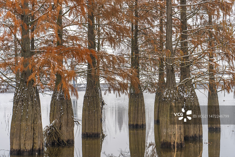 冬季雪景湖边水杉书树图片素材
