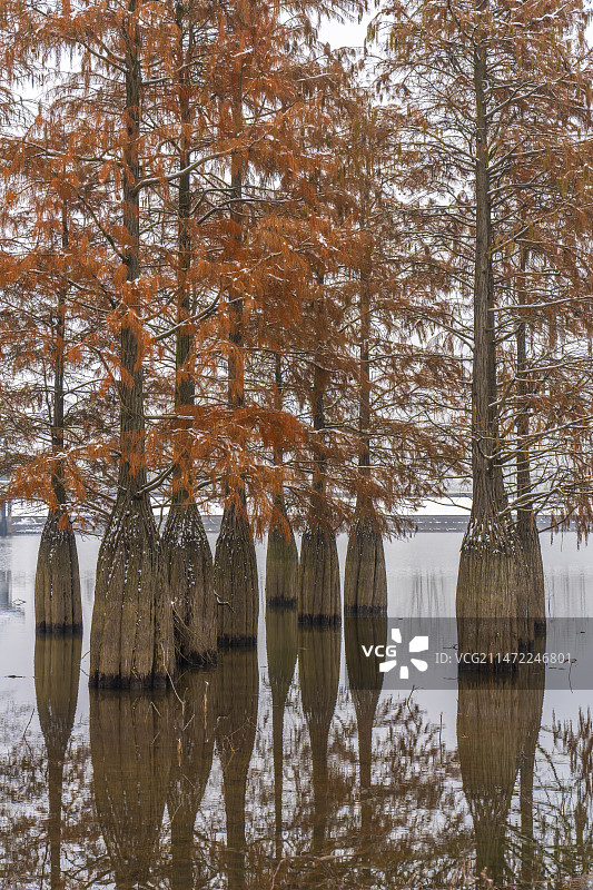 冬季雪景湖边水杉书树图片素材