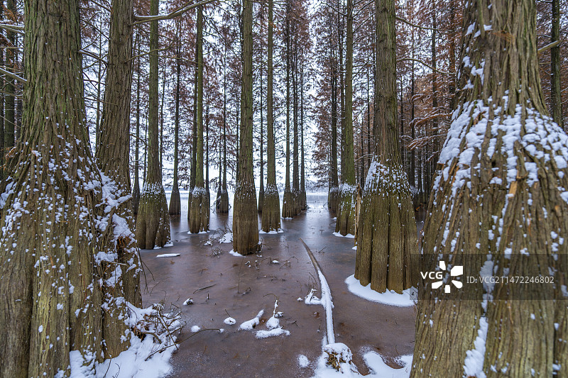 冬季雪景湖边水杉书树图片素材