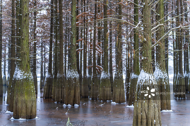 冬季雪景湖边水杉书树图片素材