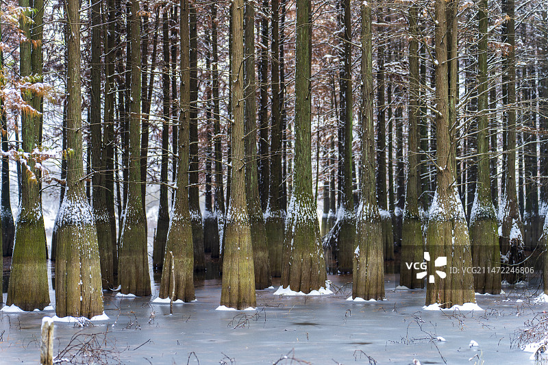 冬季雪景湖边水杉书树图片素材