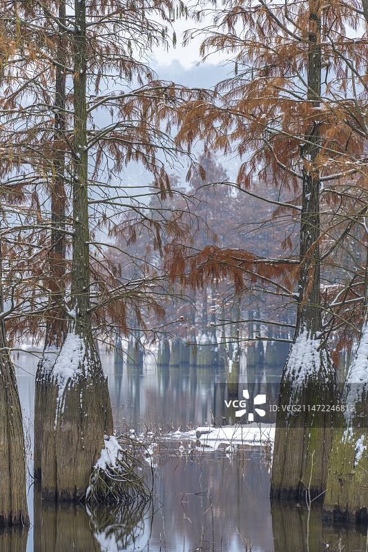 冬季雪景湖边水杉书树图片素材