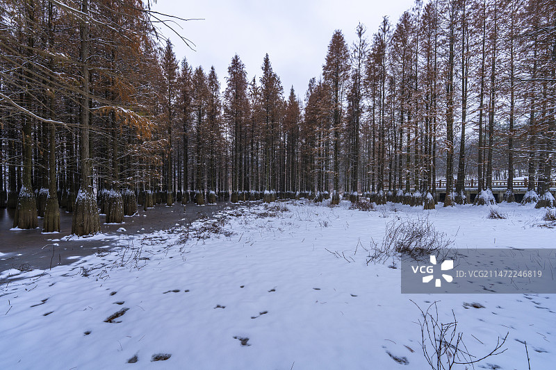 冬季雪景湖边水杉书树图片素材