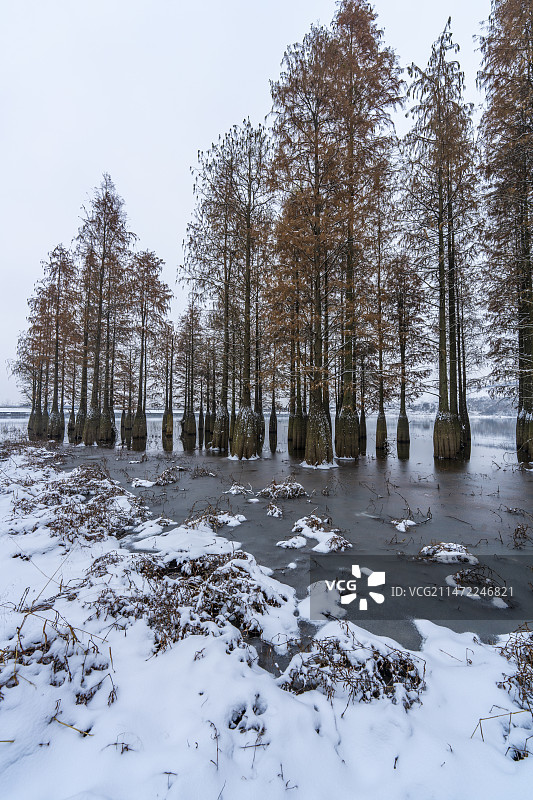 冬季雪景湖边水杉书树图片素材
