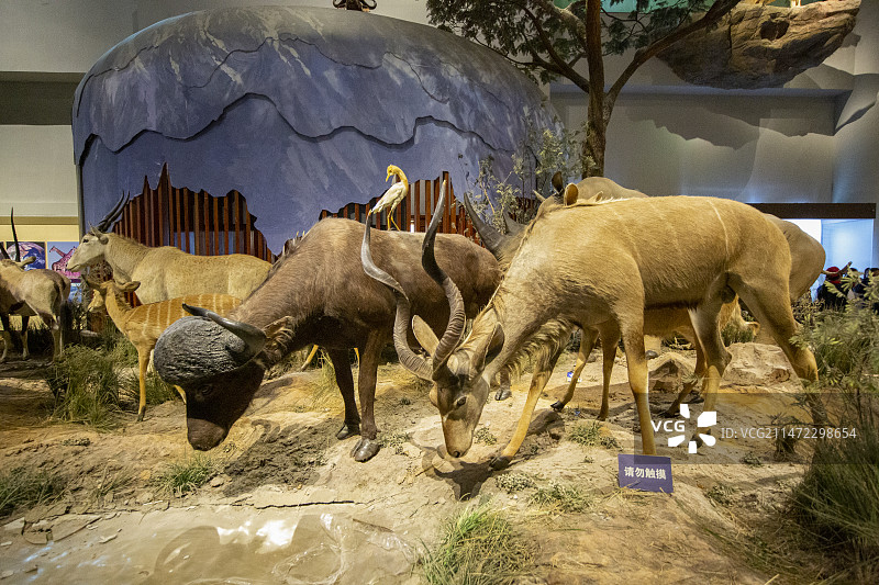 山东博物馆“非洲野生动物大迁徙”展厅一角图片素材