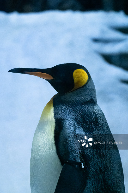 帝企鹅图片素材