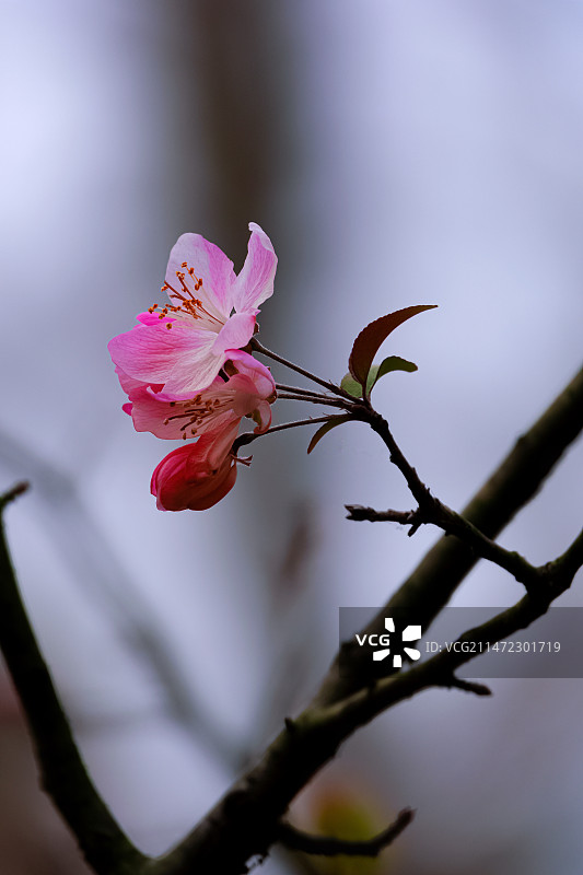 冬天里的小花图片素材