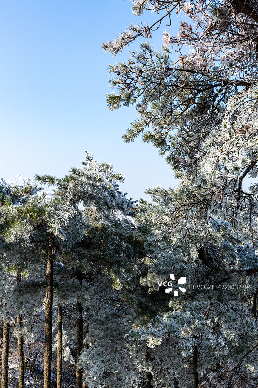 雪景雾凇图片素材