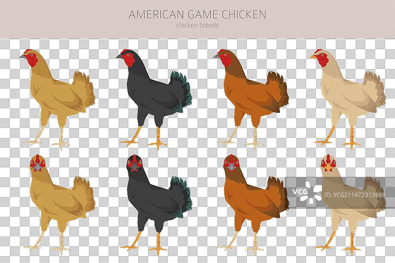 美国斗鸡品种剪贴画家禽图片素材
