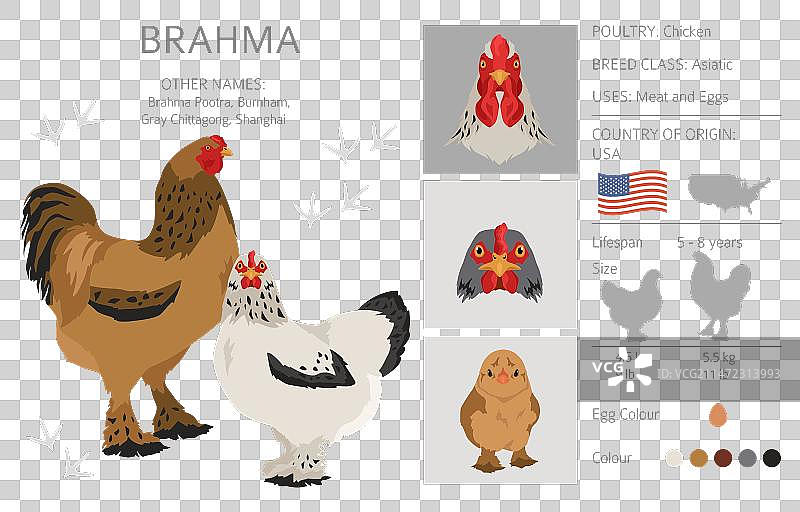 婆罗门鸡品种家禽和农场剪贴画图片素材