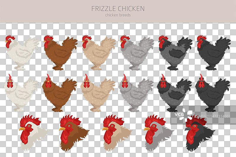 蓬松鸡品种家禽农场剪贴画图片素材