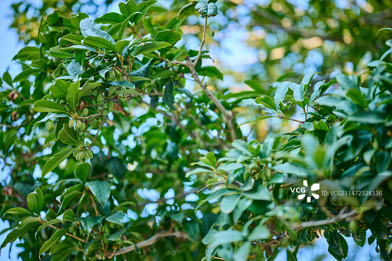 结果的桂花图片素材