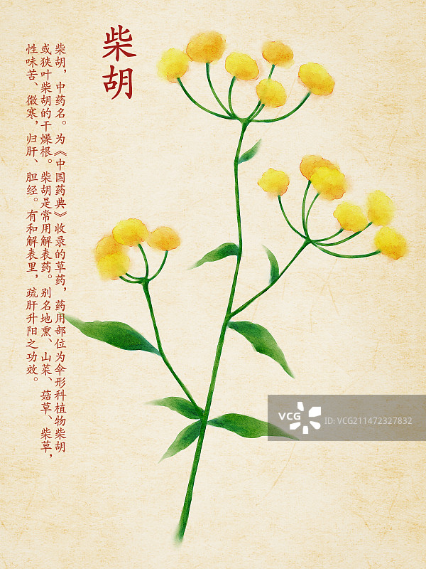 中药柴胡图片素材