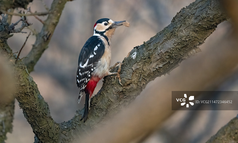大斑啄木鸟图片素材