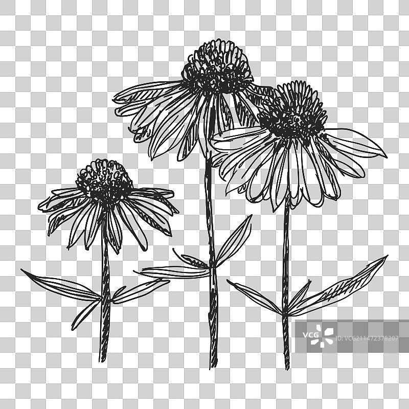 紫锥菊花朵素描剪贴画图片素材